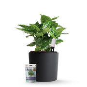 Kit de démarrage capteur de plantes Xiaomi