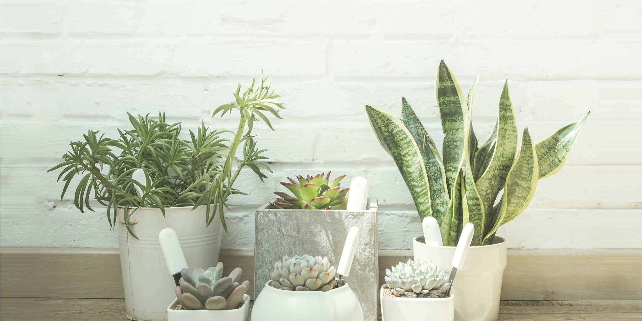 Xiaomi Mi Flower Care Pflanzensensor