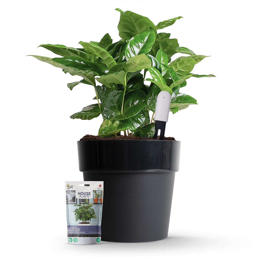 Kit de démarrage capteur de plantes Xiaomi
