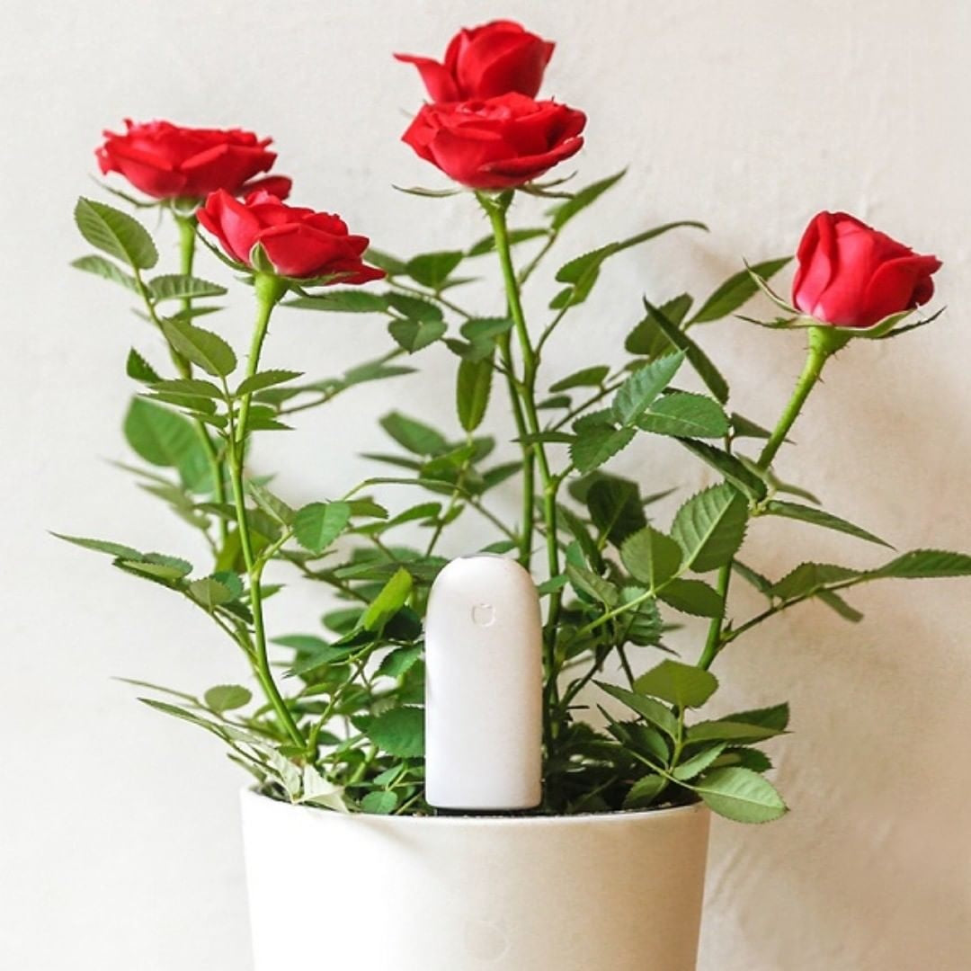 Xiaomi Mi Flower Care Pflanzensensor