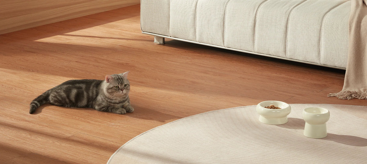 Kat in een lichte woonkamer, gefilmd door de Xiaomi Smart Camera C401